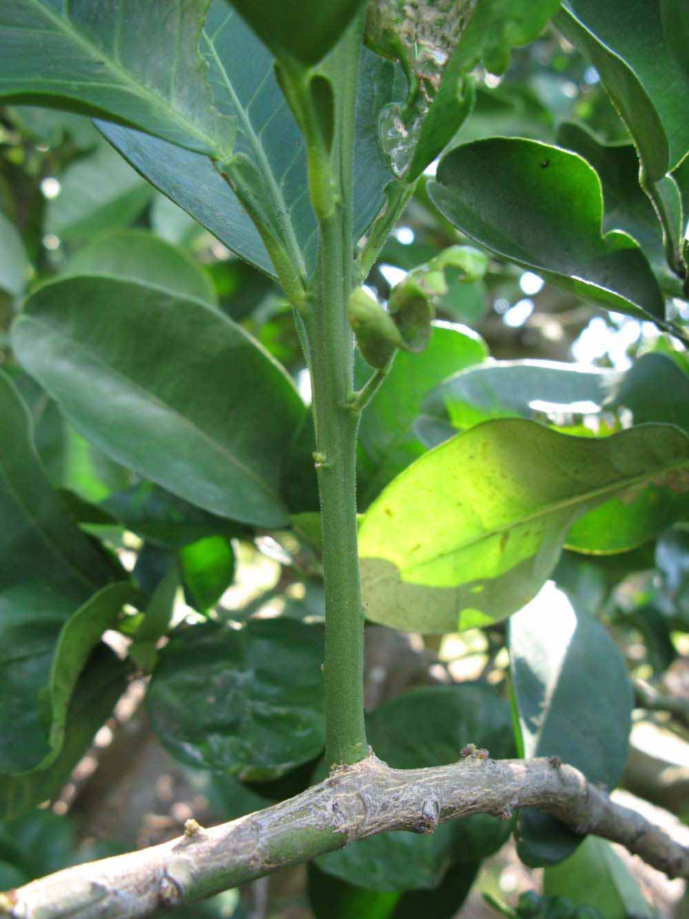            First year twig (Winter Haven, FL)   